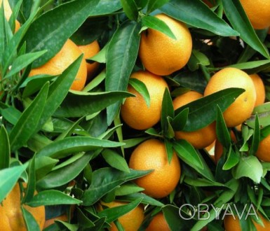 Citrus clementina Corsica 1 
Очень урожайный сорт. Произошел от испанского клем. . фото 1