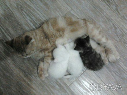 Кошка мама - экзотка (красный мрамор с родословной). Остался котик белый. Родилс. . фото 1