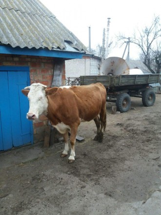 Червоно - ряба корова тільна 6 місяців четвертим телям;

Для більш детальної і. . фото 3