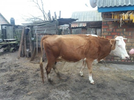 Червоно - ряба корова тільна 6 місяців четвертим телям;

Для більш детальної і. . фото 2