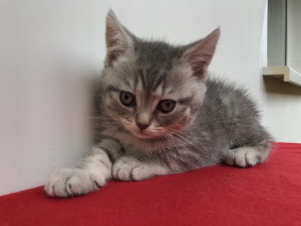 Продаются котята породы британская короткошерстная. Родились 23.12.2019. Три мал. . фото 2
