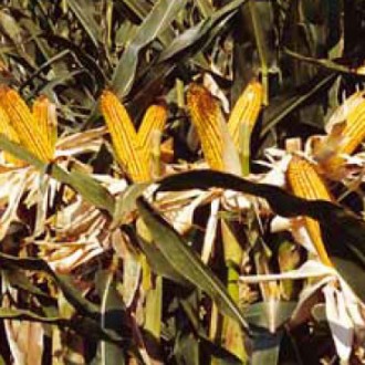 Насіння кукурудзи ДКС-291 ФАО290
 
Завдяки високій пластичності, вирощується в р. . фото 6