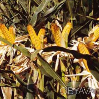 Насіння кукурудзи ДКС-291 ФАО290
 
Завдяки високій пластичності, вирощується в р. . фото 1
