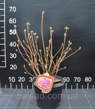 
Feuerwerk - Kрупноцветковая Азалия
Feuerwerk - Rhododendron (Azalea)
Сильнораст. . фото 3