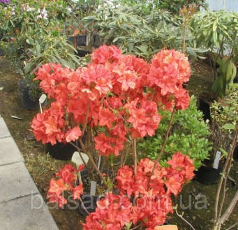 
Feuerwerk - Kрупноцветковая Азалия
Feuerwerk - Rhododendron (Azalea)
Сильнораст. . фото 4