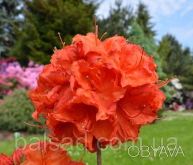 
Feuerwerk - Kрупноцветковая Азалия
Feuerwerk - Rhododendron (Azalea)
Сильнораст. . фото 1
