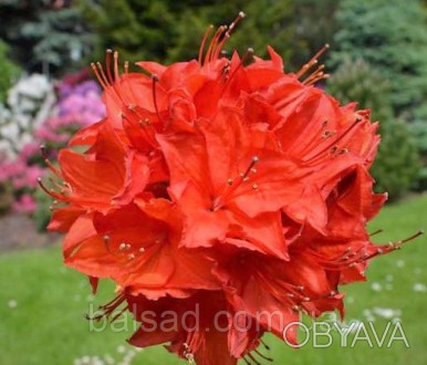 
Parkfeuer - Kрупноцветковая Азалия
Parkfeuer - Rhododendron (Azalea)
Огненно-кр. . фото 1