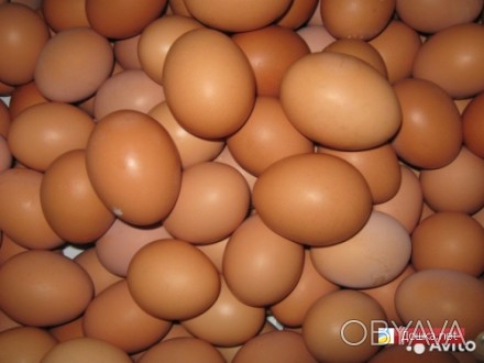 Продам Інкубаційне яйце  "Ломан-Браун",Яйце привожу під замолення.Ціна від ящика. . фото 1