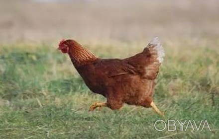 Реализуем цыпленка породы Tetra SL (курочка). Цыплята выводится в идеально чисты. . фото 1