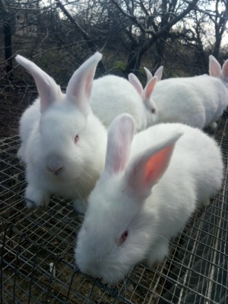 Кролики породы Калифорнийская, Новозеландская белая. Кролики привиты и пропоены.. . фото 4