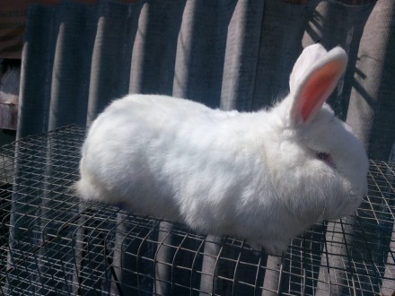 Кролики породы Калифорнийская, Новозеландская белая. Кролики привиты и пропоены.. . фото 2