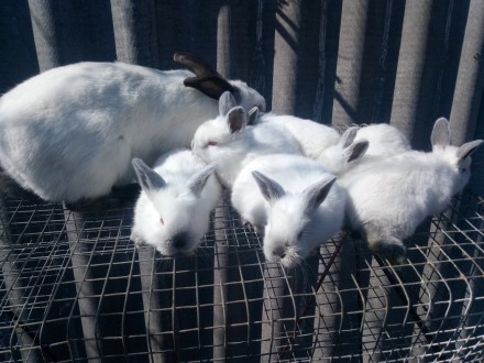 Кролики породы Калифорнийская, Новозеландская белая. Кролики привиты и пропоены.. . фото 6