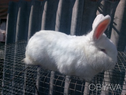 Кролики породы Калифорнийская, Новозеландская белая. Кролики привиты и пропоены.. . фото 1