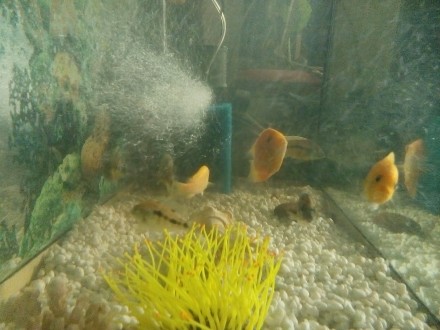 Продам большой красивый аквариум на 190 литров в отличном состоянии ( крышку дел. . фото 6