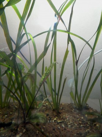 Продам аквариумные ростения  Анубиас  1веточка 30грн
Криптокорина 25грн/куст 
. . фото 4