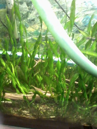 Продам аквариумные ростения  Анубиас  1веточка 30грн
Криптокорина 25грн/куст 
. . фото 5