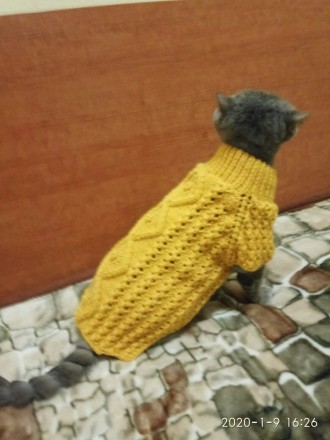 Продаю вязанные свитерки для собак маленьких пород,есть в наличии модельки и мож. . фото 10
