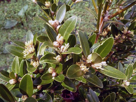 Растение самшит (лат. Buxus) – род вечнозеленых медленно растущих  кустарников с. . фото 4
