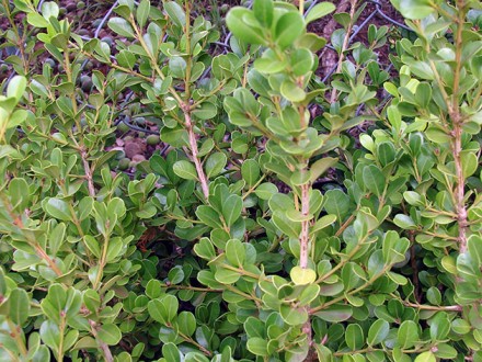 Растение самшит (лат. Buxus) – род вечнозеленых медленно растущих  кустарников с. . фото 3
