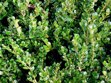Растение самшит (лат. Buxus) – род вечнозеленых медленно растущих  кустарников с. . фото 2