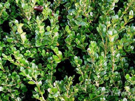 Растение самшит (лат. Buxus) – род вечнозеленых медленно растущих  кустарников с. . фото 1