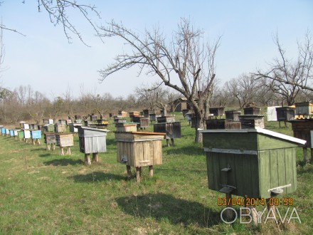 Продам з власної пасіки на ВЕСНІ 2017 року  (початок травня) бджолопакети Карпат. . фото 1