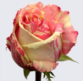 продам кущі троянд. опт 10грн., роздріб 15грн. при замовленні великих партій цін. . фото 12