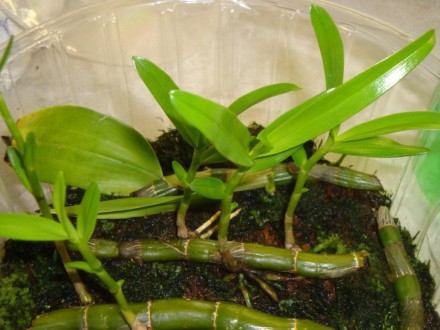 Продам молоді щепи орхідеї Дендробіум Нобіле. 
Відростки вирощені в  тепличці, . . фото 3