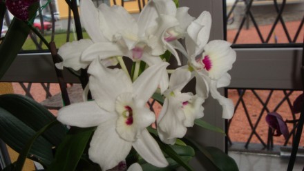 Продам молоді щепи орхідеї Дендробіум Нобіле. 
Відростки вирощені в  тепличці, . . фото 2