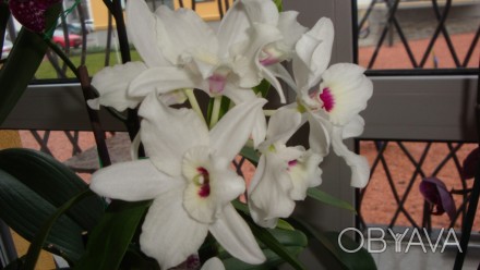 Продам молоді щепи орхідеї Дендробіум Нобіле. 
Відростки вирощені в  тепличці, . . фото 1