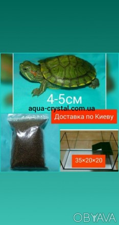 Комплект : маленькая американская красноухая черепаха 4-5см с терариумом и кормо. . фото 1