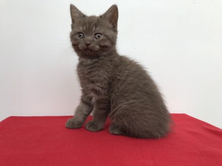 Продаются котята породы британская короткошерстная. Родились 23.12.2019. Котята . . фото 8
