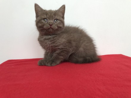 Продаются котята породы британская короткошерстная. Родились 23.12.2019. Котята . . фото 7