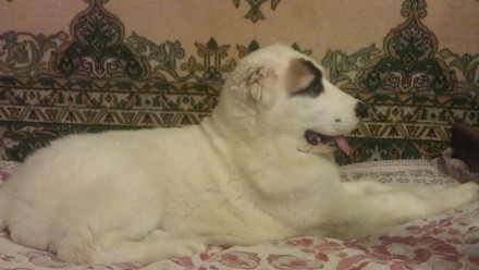 Породистые щенки туркменского алабая. Возраст 5,5 мес. Окрас белый, документы КС. . фото 3