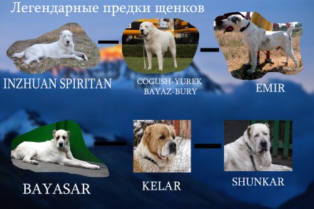 Породистые щенки туркменского алабая. Возраст 5,5 мес. Окрас белый, документы КС. . фото 4