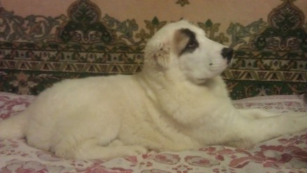 Срочно продаются щенки туркменского алабая.Возраст 5,5 мес. Окрас белый, докумен. . фото 3