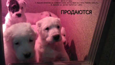 Срочно продаются щенки туркменского алабая.Возраст 5,5 мес. Окрас белый, докумен. . фото 4