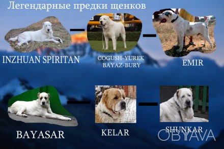 Срочно продаются щенки туркменского алабая.Возраст 5,5 мес. Окрас белый, докумен. . фото 1