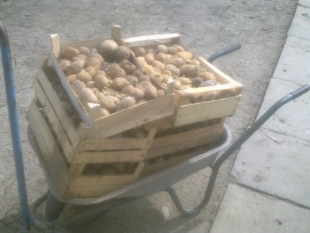 Картопля насінева та велика, не вяла, сорта: словянка, санте,  белла роза, лугів. . фото 3