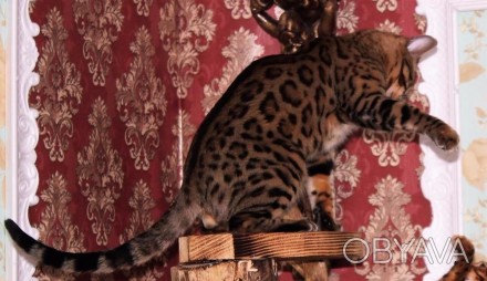 Бенгальский кот Royal Cats Barbados приглашает на вязку бенгальских кошек. Окрас. . фото 1