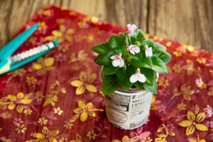 Предлагаю  цветущие мини фиалки к празднику. Станут отличным подарком или приятн. . фото 12