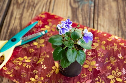 Предлагаю  цветущие мини фиалки к празднику. Станут отличным подарком или приятн. . фото 9