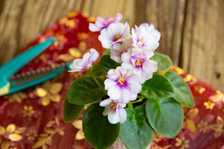 Предлагаю  цветущие мини фиалки к празднику. Станут отличным подарком или приятн. . фото 7