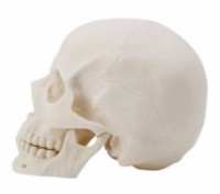 Человеческий европейский череп 1:.1. Сделан из специальной смолы. Не окрашен. Пр. . фото 4