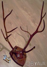 Рога 2-летнего северного оленя с фрагментом черепа, лакированные на деревянной п. . фото 4