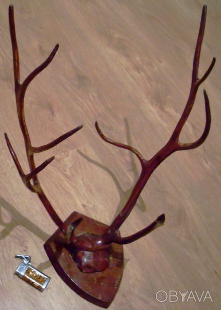 Рога 2-летнего северного оленя с фрагментом черепа, лакированные на деревянной п. . фото 1