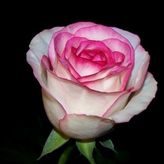 Саджанці троянд: плечисті, чайно-гібридні, спрей. Білі, червоні, чорні, жовті, ф. . фото 4