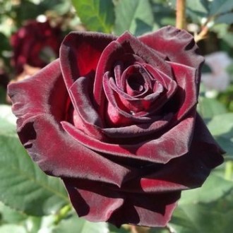 Саджанці троянд: плечисті, чайно-гібридні, спрей. Білі, червоні, чорні, жовті, ф. . фото 2