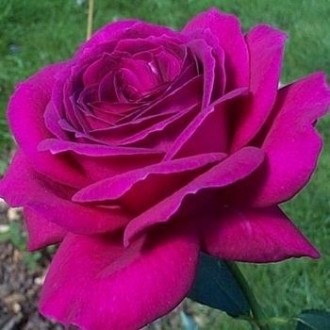 Саджанці троянд: плечисті, чайно-гібридні, спрей. Білі, червоні, чорні, жовті, ф. . фото 5