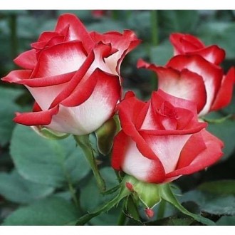 Саджанці троянд: плечисті, чайно-гібридні, спрей. Білі, червоні, чорні, жовті, ф. . фото 6